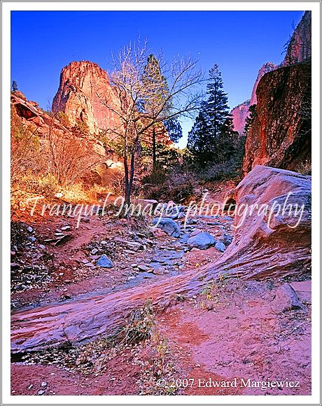 450481---Taylor Creek in the Kolob section of Zion N.P. It is just a trickcle in the fall but rages during spring run off